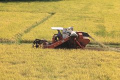 02-Harvesting the rice